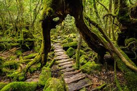 Yakushima